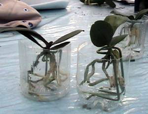 www ibara minami okayama c ed jp