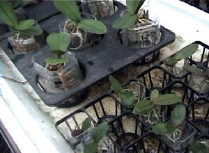 www ibara minami okayama c ed jp